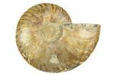 Cut & Polished Ammonite Fossil (Half) - Madagascar #308110-1